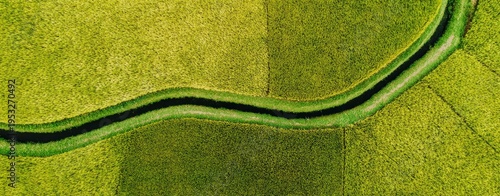 green grassy field background, large area of lush rice fields, aerial view, high-resolution photography
