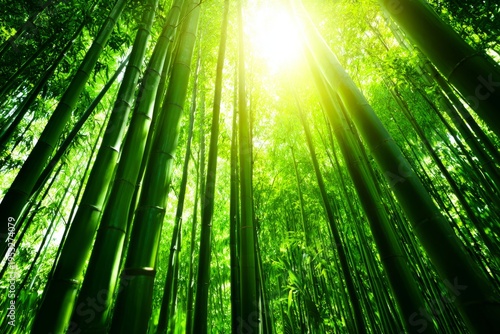 Low angle shot of sunlight streaming through fresh green bamboo forest, long ...