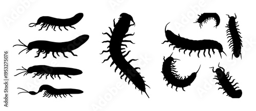 Centipede set with elongated dark silhouette against neutral gradient featuring arthropod, insect, creature with silhouette and line art