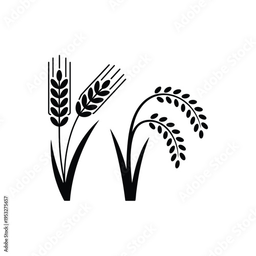 Black and white illustration of wheat barley and rice stalks