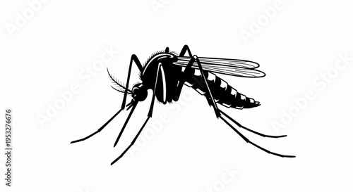 Close-up macro photograph of a detailed mosquito insect against a pure white background, showcasing its intricate anatomy and striped legs