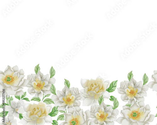 White Jasmine and Magnolia Watercolor Flower Background