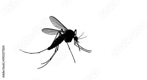 Mosquito insect illustration with intricate details of its wings, legs, and antennae, isolated on a clean white background