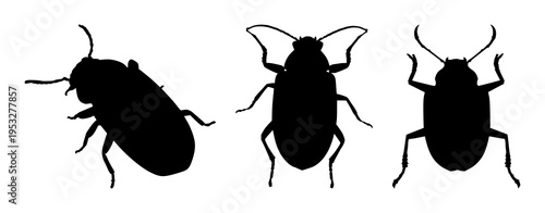 Beetle set with sleek black silhouette against a vibrant background featuring entomology, insect design, wildlife with insects and nature