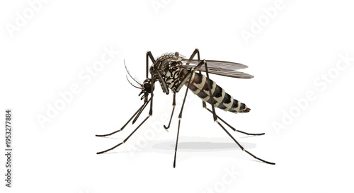 Detailed close-up of a common mosquito, a tiny but significant insect, often a vector for infectious diseases, isolated against a bright white background, highlighting its delicate structure