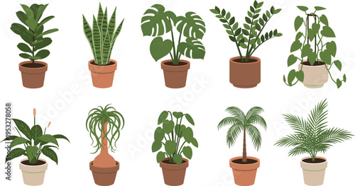 Indoor houseplant collection, potted green plants set, monstera snake plant palm fiddle leaf fig and succulent vector illustration isolated.