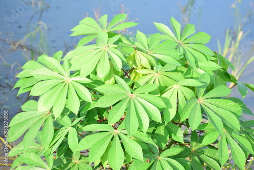 Fresh organic cassava leaves on a rustic background. Perfect for healthy food, vegan recipes, and Asian cuisine themes