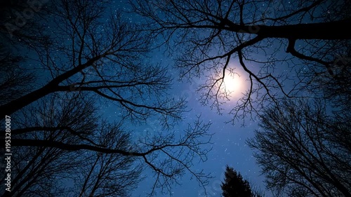 Moonlight through bare tree branches night.