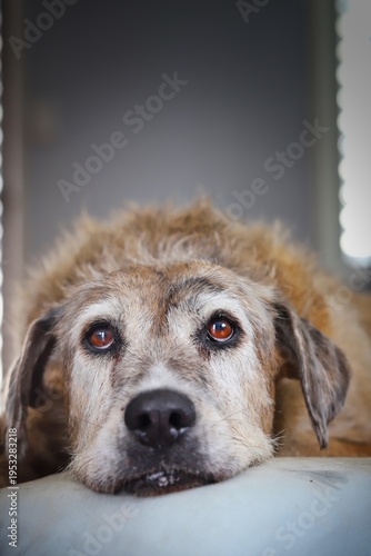 A portrait of a beautiful brown senior dog lying on her bed in natural light.