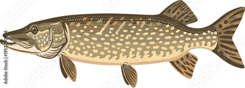 Realistic Freshwater Pike Fish Illustration with Detailed Texture and Natural Pattern Aquatic Wildlife Vector Design Collection