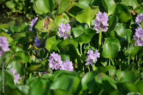 Vibrant purple Water Hyacinth flower (Eichhornia crassipes) blooming on a lake, beautiful aquatic plant in close-up nature photography.