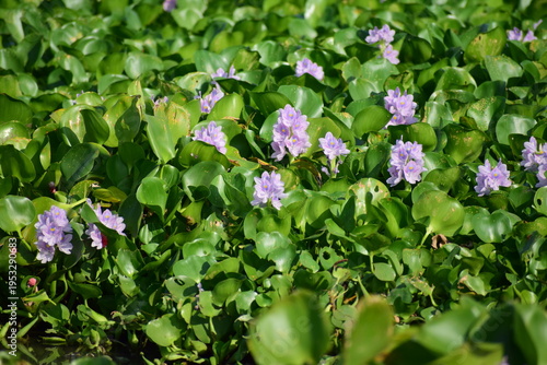 Vibrant purple Water Hyacinth flower (Eichhornia crassipes) blooming on a lake, beautiful aquatic plant in close-up nature photography.