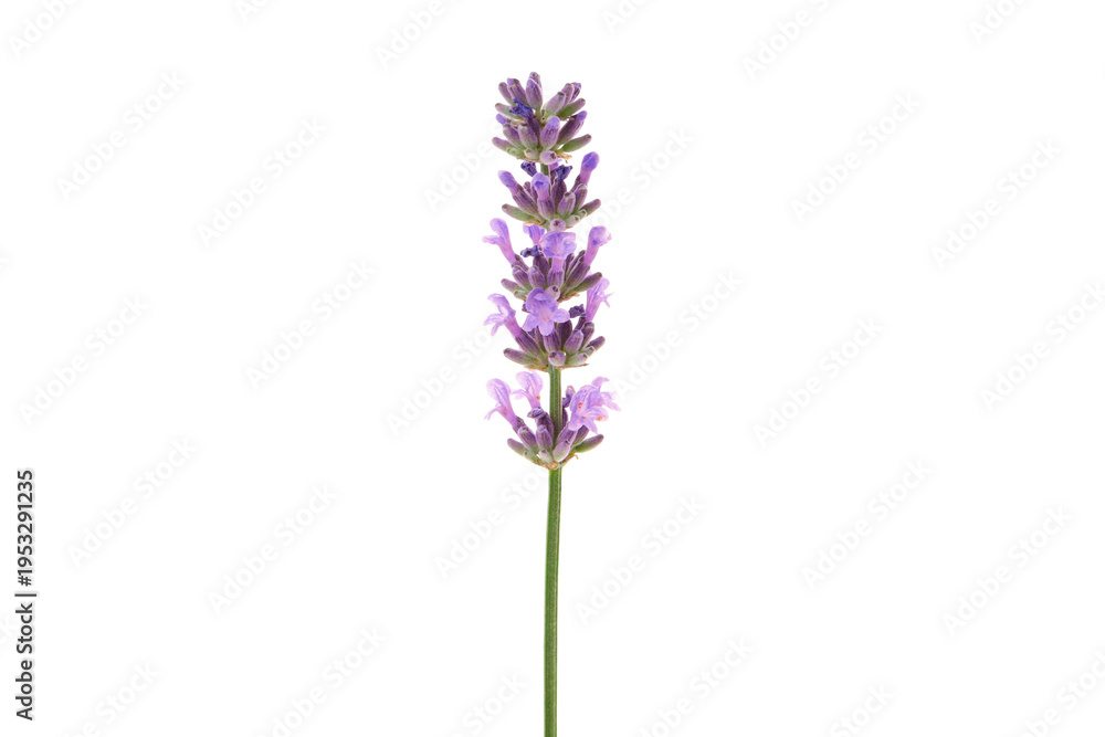 Obraz premium Tall lavender flowers with green stems, isolated, PNG