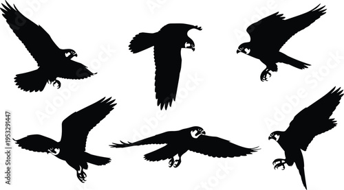 Soaring Silhouette of Falcons: Majestic falcons in silhouette, their powerful wings spread wide against a background, representing freedom, strength, and the untamed spirit of the wild.