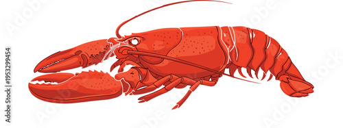 Red lobster illustration detailed seafood crustacean vector, marine animal side view, fresh ocean food concept for restaurant menu and design