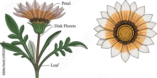 Detailed flower anatomy illustration with labeled petals, disk florets and leaves, botanical scientific diagram showing structure of blooming plant in vector style