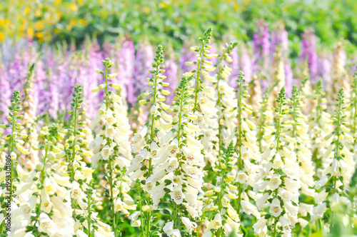Obraz na płótnie digitalis white or Common Foxglove, Digitalis purpurea or Plantaginaceae or Scro