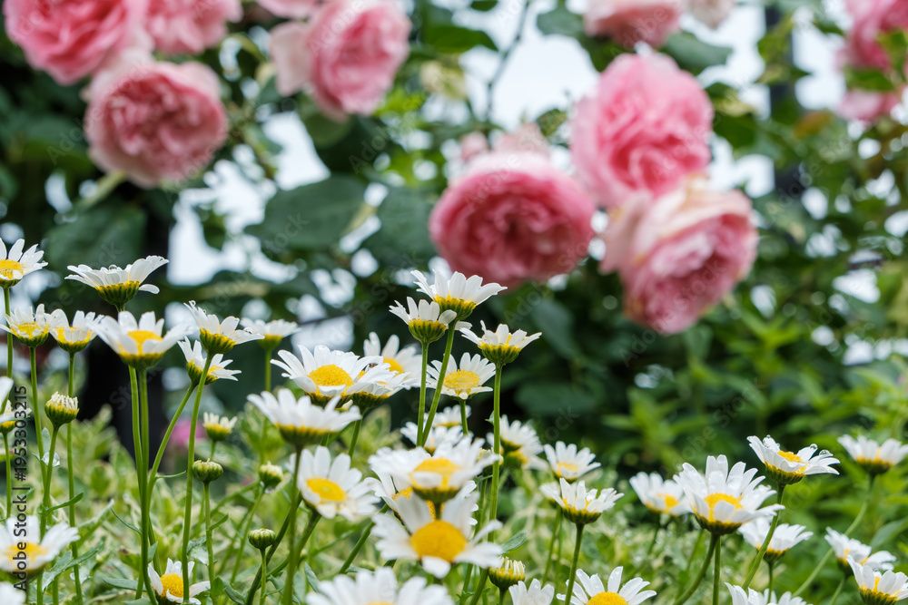 Fototapeta premium 満開のピンクのバラを背景に咲く白いマーガレットの花々