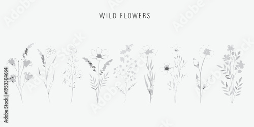 Delicate botanical illustration of various wildflowers in grayscale tones
