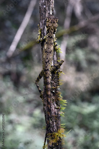 Obraz na plátne This is a male rhino-horned lizard (Ceratophora stoddartii) an endangered species endemic to the montane forests of central Sri Lanka