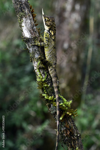 Tableau sur toile This is a male rhino-horned lizard (Ceratophora stoddartii) an endangered species endemic to the montane forests of central Sri Lanka