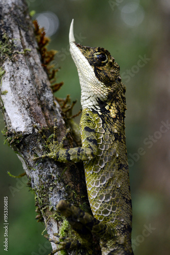 Quadro em tela This is a male rhino-horned lizard (Ceratophora stoddartii) an endangered species endemic to the montane forests of central Sri Lanka