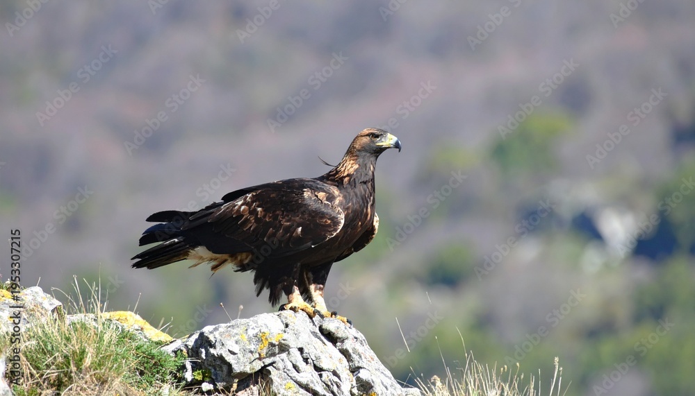Fototapeta premium Powerful Golden Eagle (Aquila chrysaetos) standing proudly on a rocky cliff