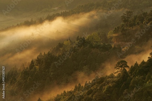 Tableau sur toile Taiwan's forests and mountains, shrouded in mist, resemble a fairyland