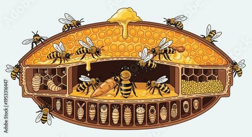 Bees inside a cutaway honeycomb hive.
