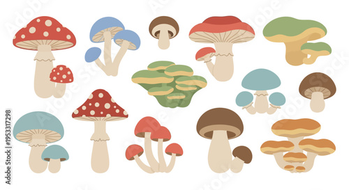 Collection of colorful and diverse mushrooms and fungi illustration on a white background