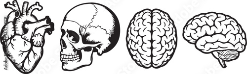 Vector engraved style illustrations for posters, decoration and logo. Hand drawn sketch of skull, heart and brain in monochrome isolated on white background. Detailed vintage woodcut style drawing