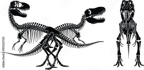 Velociraptor skeleton fight illustration, tyrannosaurus rex fossil artwork, prehistoric dinosaur anatomy, extinct wildlife vector, paleontology design concept, educational poster silhouette