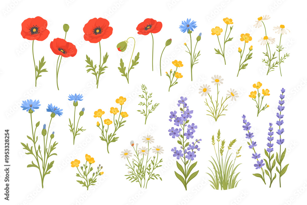 Fototapeta premium Wildflower botanical set featuring poppies, cornflowers, daisies, buttercups, lavender, and meadow grasses, perfect for spring and summer floral design