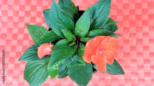 blooming red New Guinea Impatiens Busy Lizzie flower field garden horticulture