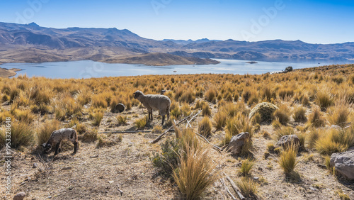 Alpine pasture. Mother sheep and baby lamb graze. There is yellow grass, cacti, and boulders on dry soil. A beautiful lake in the distance. Mountains against the blue sky. Peru. Lake Lagunillas. Andes