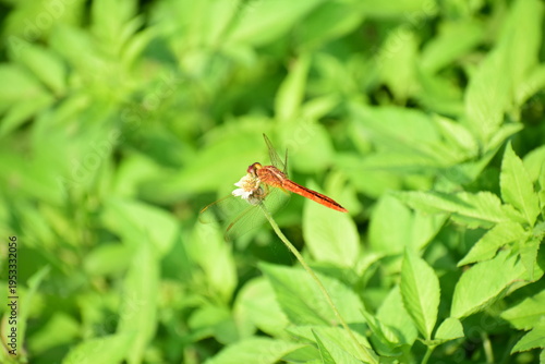 Close up detail of red dragonfly. Red dragonfly image is wild with blur background. Dragonfly isolated.
