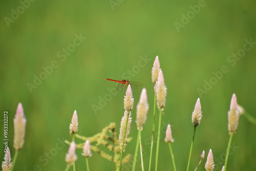 Close up detail of red dragonfly. Red dragonfly image is wild with blur background. Dragonfly isolated.