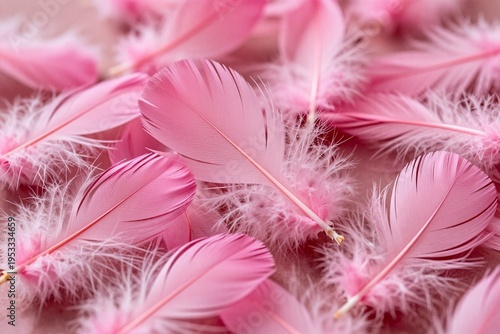 pink feathers on the ground