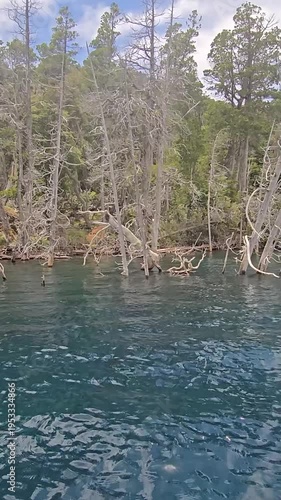 Vertical view of a unique sunken forest with dead tree trunks in a mountain lake.