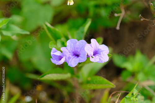 Close-up of Ruellia tuberosa purple flower, tropical Mexican bluebell blossom with natural sunlight and bokeh background.