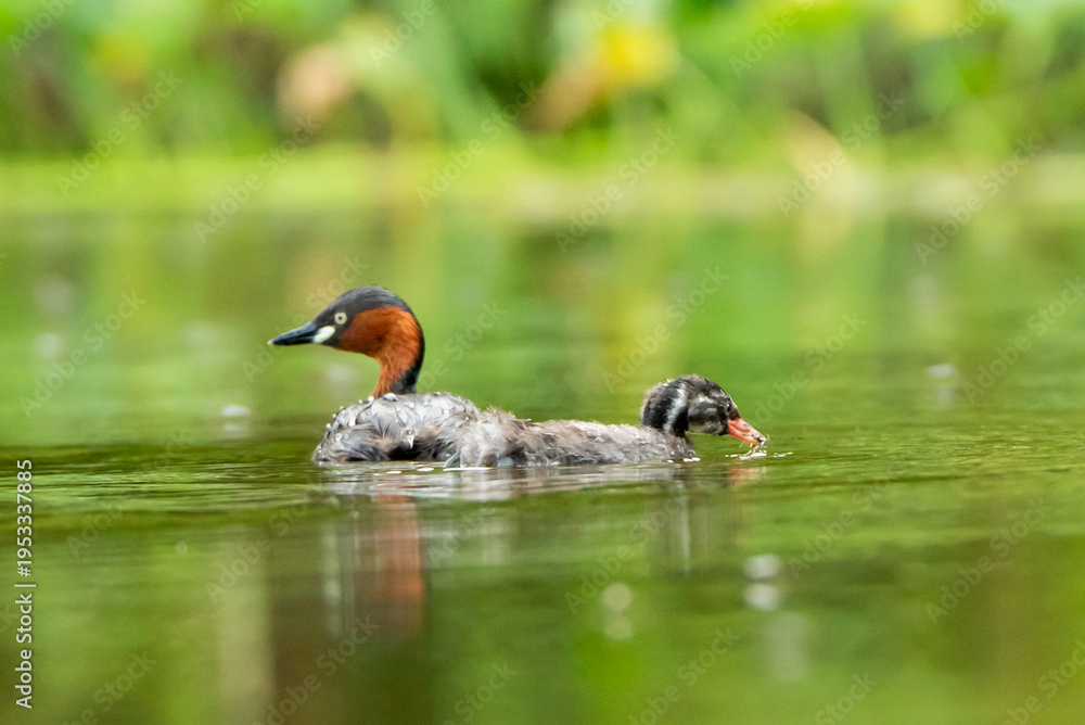 Obraz premium duck