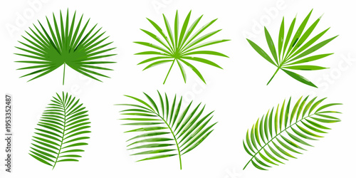 A collection of vibrant green tropical palm leaves in various shapes