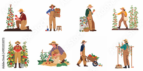 Flat vector illustration collection of diverse people harvesting fresh organic tomatoes in garden and farm settings.