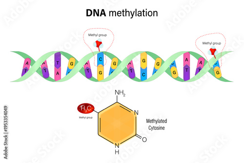 DNA Methylation. DNA with methyl group and methylated cytosine. Epigenetic alterations. Hallmarks of aging.