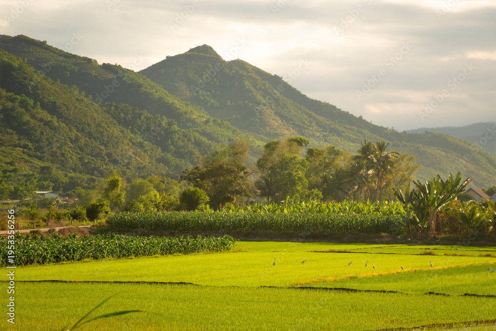 Obraz premium green rice fields with mountains in Vietnam