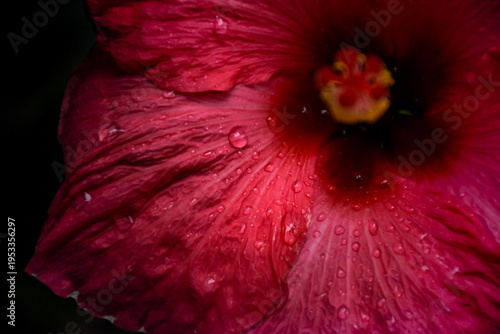 macro of pink flower with water droplets