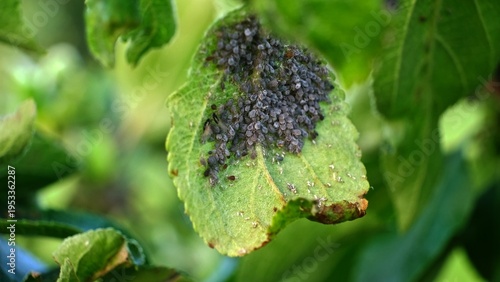 Photography Aphid