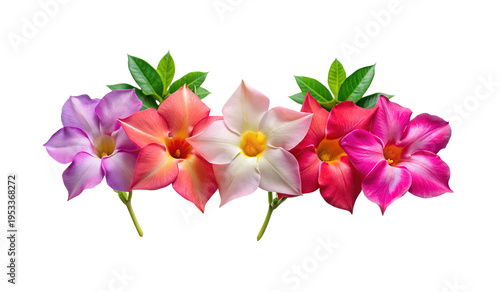 Radiant Row of Colorful Mandevilla Flowers and Fresh Green Leaves Displayed Gracefully