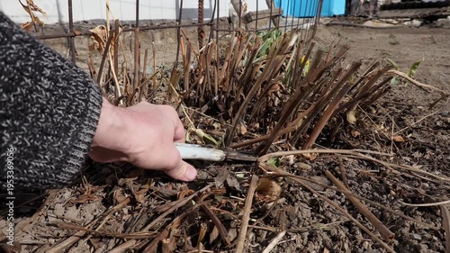pruning flower cuttings, preparing plants for summer, cleaning the garden