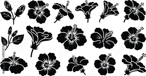Black and white hibiscus flowers and leaves